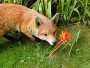 9th Jul 2017 - Inquisitive Mr Fox