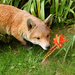 Inquisitive Mr Fox by bulldog