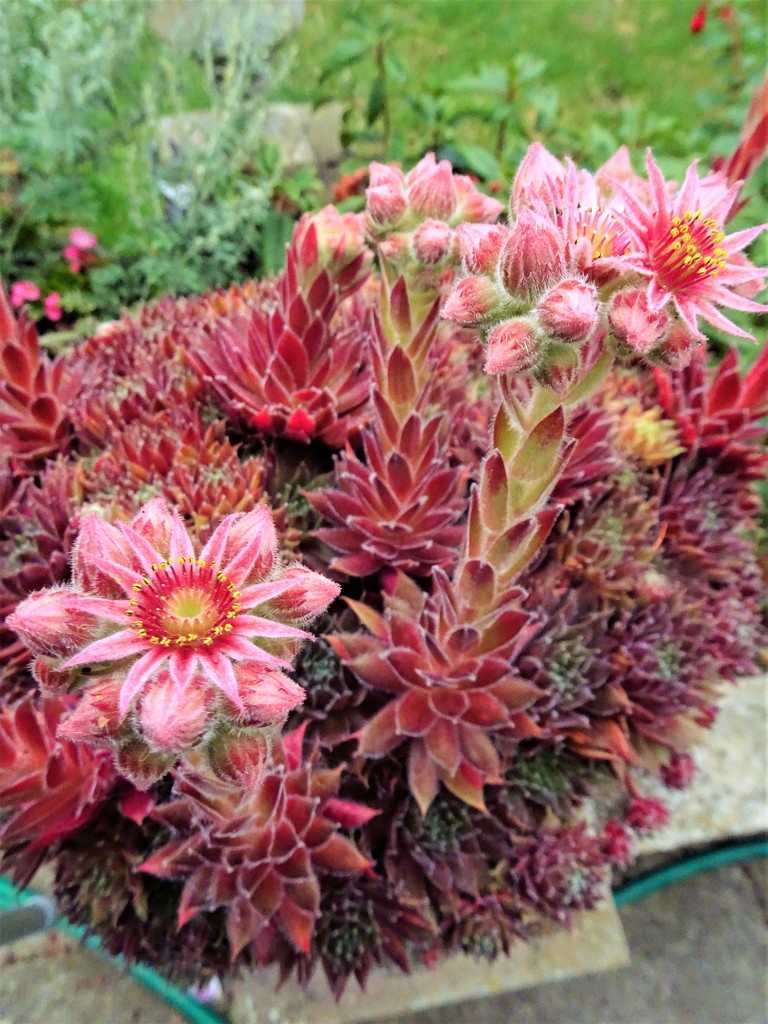 Echeveria Agavoides -- another view ! by beryl