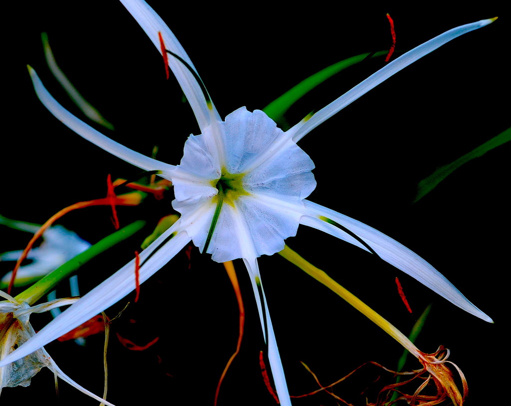 Spider lily (Hymenocallis) by congaree