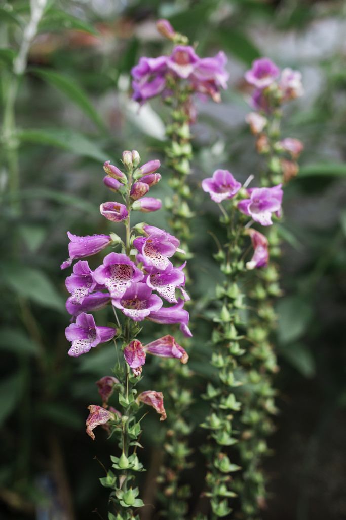 Digitalis by lily
