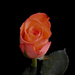 Low key rose? by 365anne