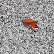11th Jul 2017 - Peacock Butterfly