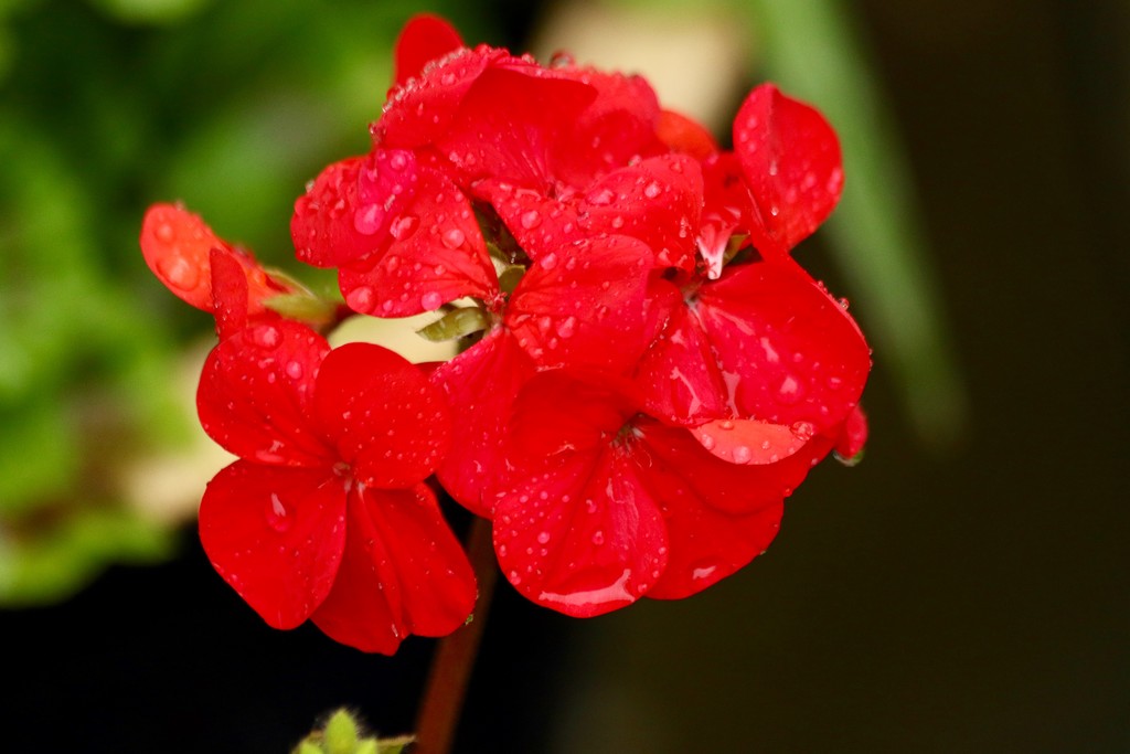 Drops and geraniums are even more beautiful  by orchid99