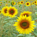170711 - Sunflower field on 365 Project