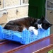 Let sleeping cats lie! by cmp