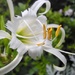 DSCN2923 white exotic flower by marijbar