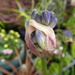 slightly soft agapanthus by anniesue