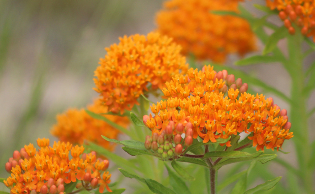 Butterfly Weed "Orange Mikweed" by paintdipper