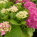 my hydrangeas are a lot better this year by anniesue