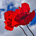 Poppies Reaching For The Sky  by phil_howcroft