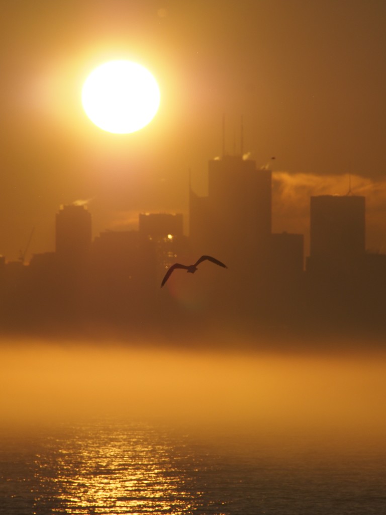 Foggy Morning Sunrise by selkie