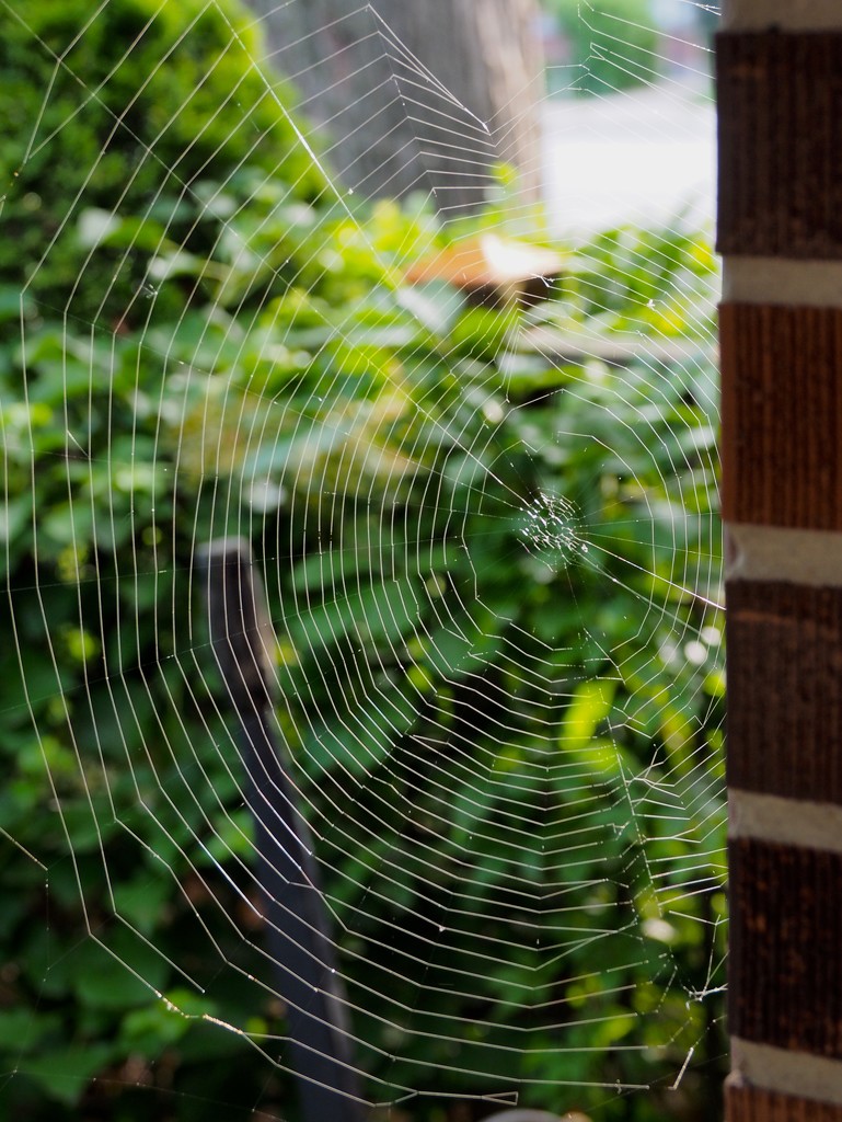Giant Web by selkie