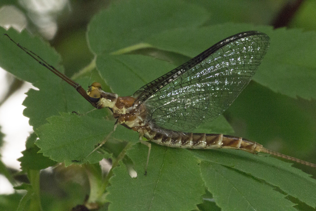 Mayfly by gaylewood