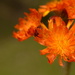 Fox and cups orange wildflower..... by ziggy77