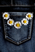 11th Jul 2017 - Blue Jeans and Daisies!