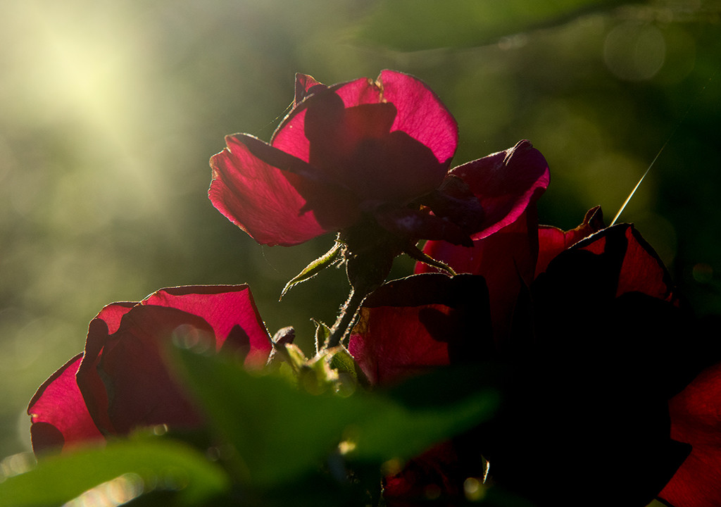 Bright evening Roses by houser934