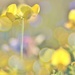 Teeny Little Wildflowers by lynnz