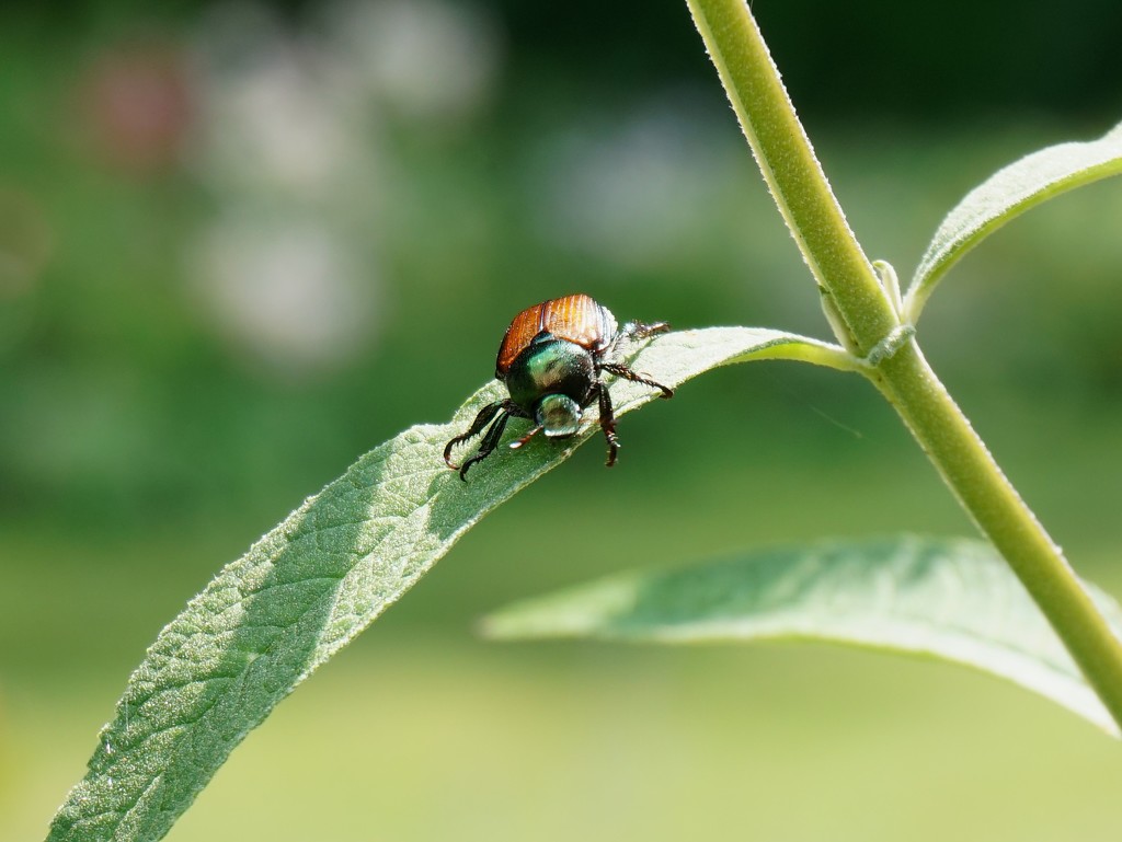 Japanese Beetle on a butterfly bush by tunia