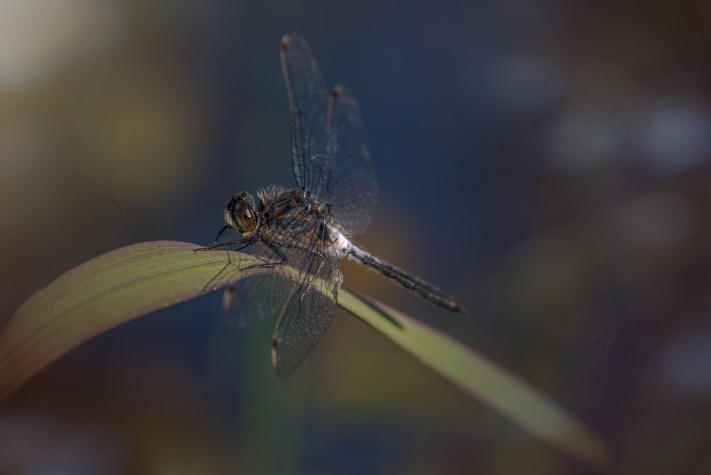 Dragonfly on a Leaf by taffy
