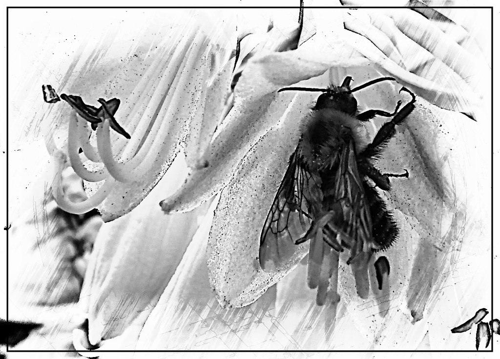 A Bee on a Hosta Blossom by olivetreeann