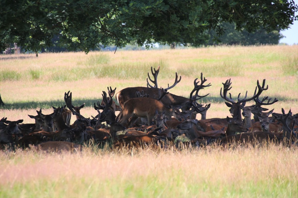 Deer - Richmond Park by oldjosh