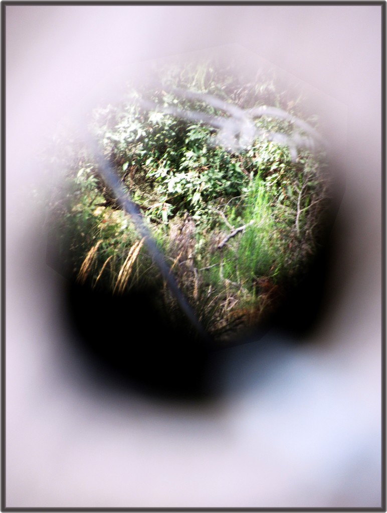 Through the hole in the fence post... by robz