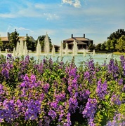 10th Jun 2017 - Purple fountain