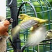 Birdfeeder squabbles by julienne1