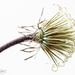 Curly stamens by atchoo