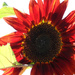 Sun-Drenched Sunflower by seattlite
