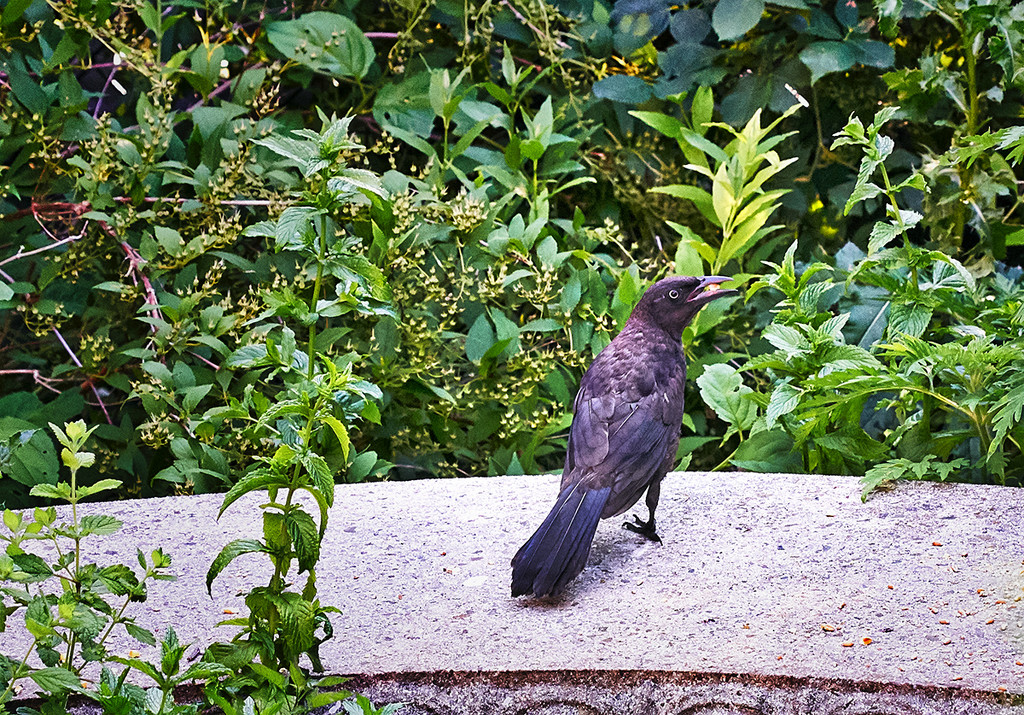 A Grackle on the Bench by gardencat