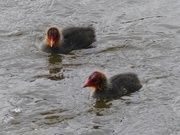 11th Jul 2017 -  Baby Coots 