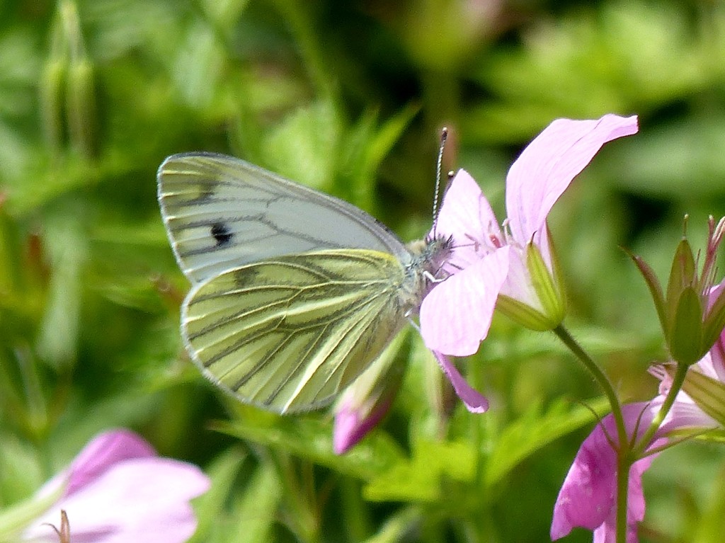  Green Veined White Butterfly by susiemc
