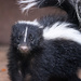 skunk by aecasey