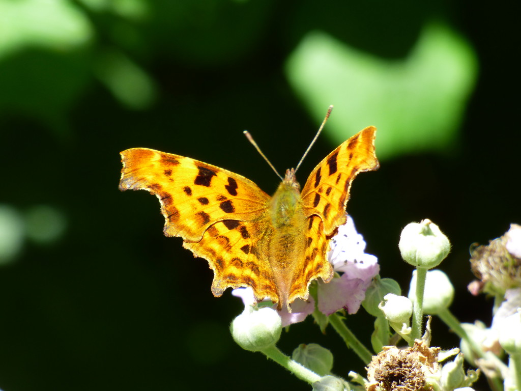 Comma - Polygonia c-album by julienne1