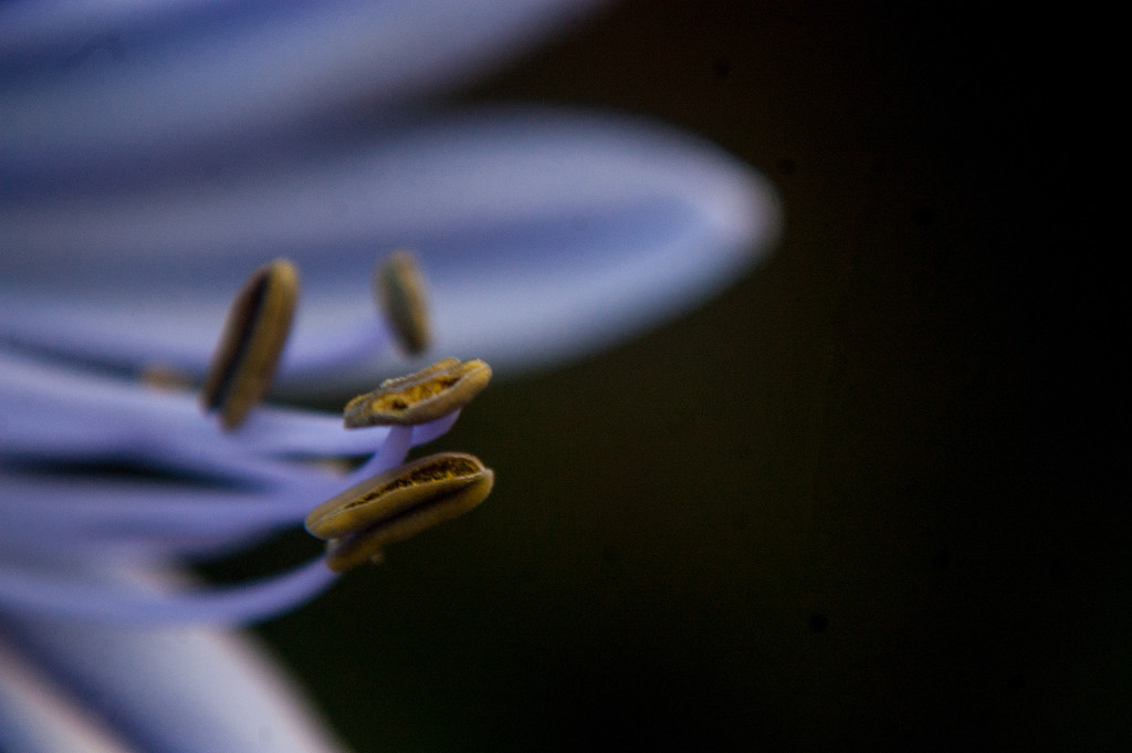 Inside an Agapanthus by fbailey