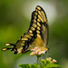Giant Swallowtail Butterfly!!! by rickster549