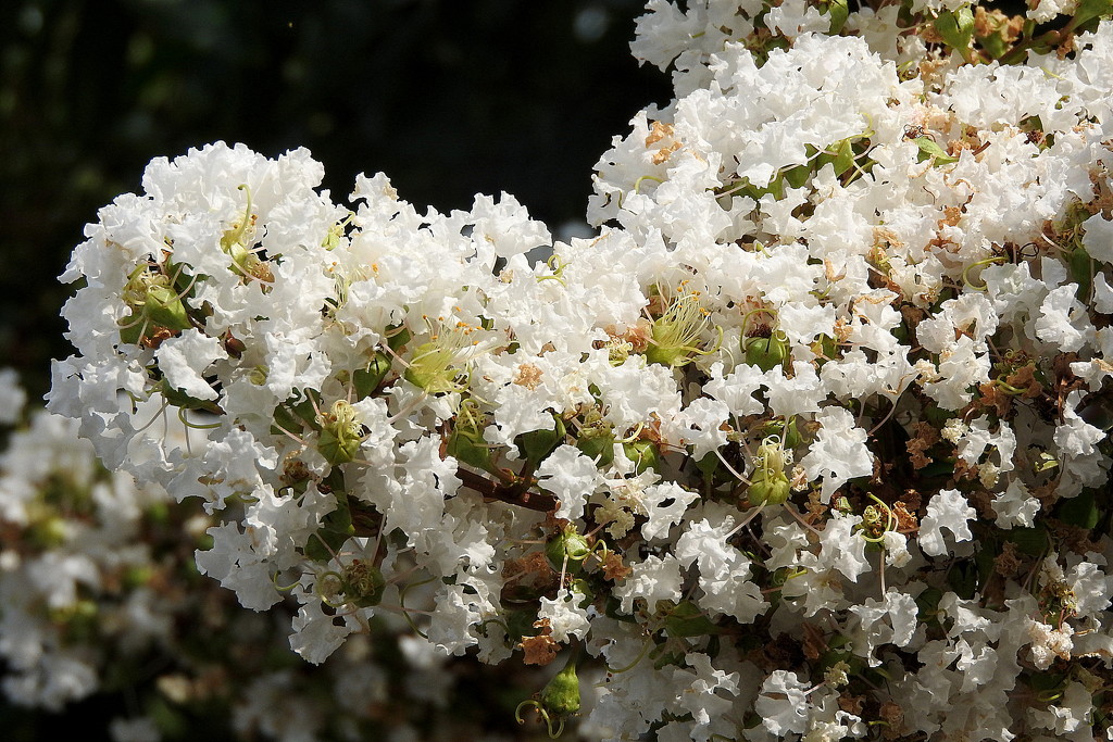 White crepe myrtle by homeschoolmom