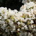 White crepe myrtle by homeschoolmom