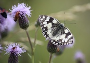 12th Jul 2017 - Flutterby Marble White