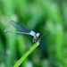 Blue Dragonfly by ingrid01