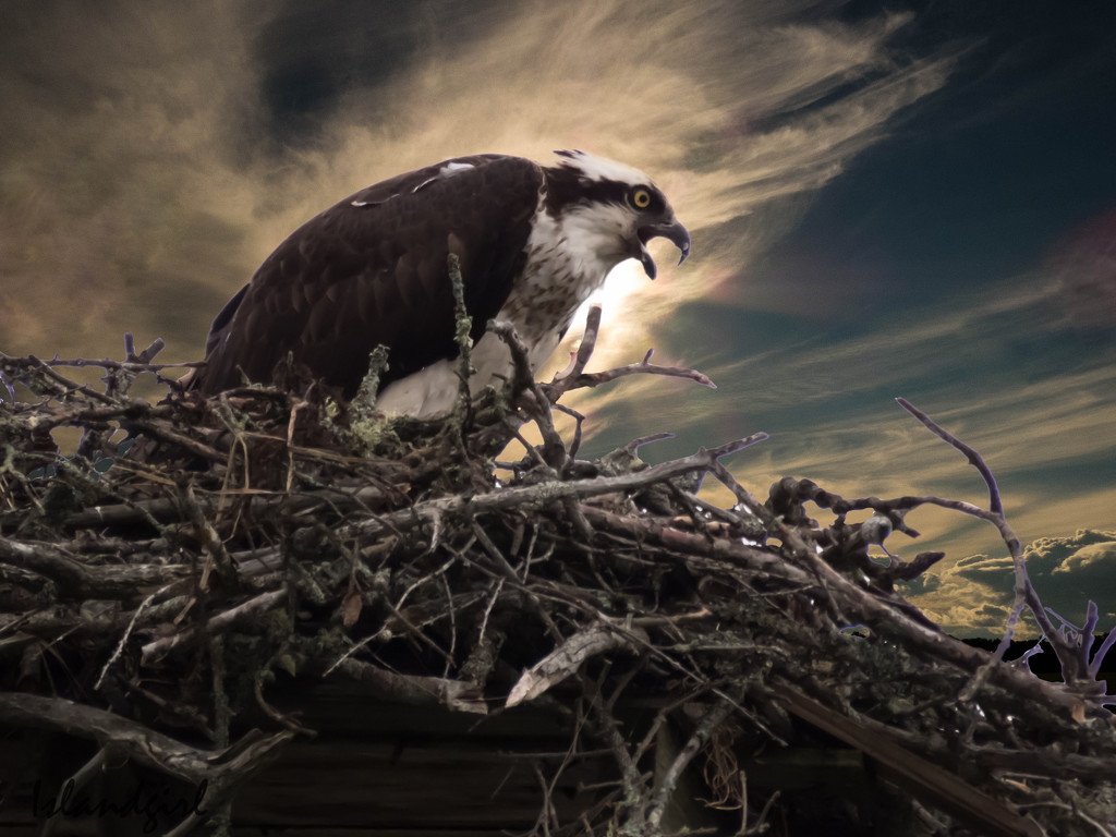 Protecting the Nest by radiogirl