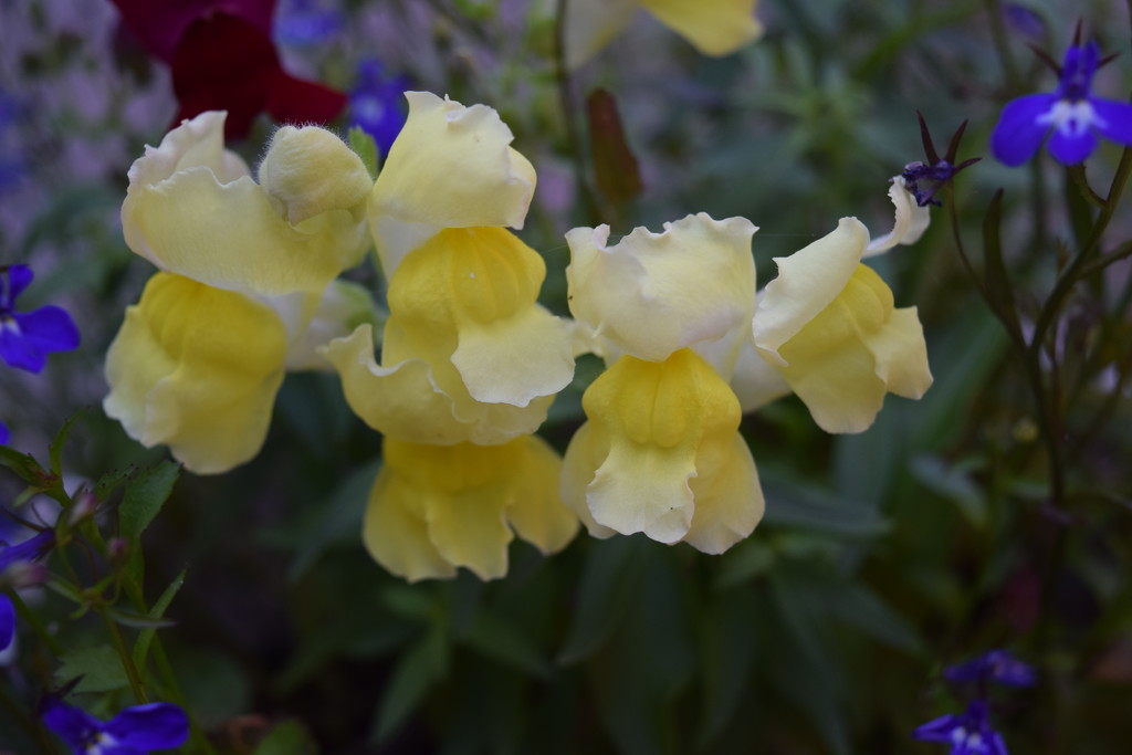 Yellow snapdragon and violet-blue lobelia by bruni