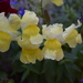 Yellow snapdragon and violet-blue lobelia by bruni