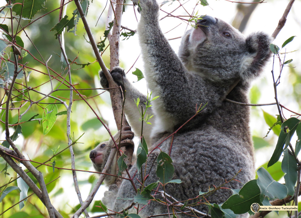 new mum by koalagardens