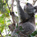new mum by koalagardens
