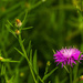 Hubby's Favourite Flower - NOT!! by farmreporter