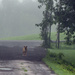 Dog in Driveway by farmreporter