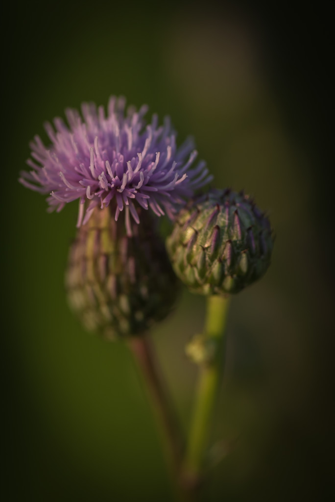 thistle teach you by jackies365